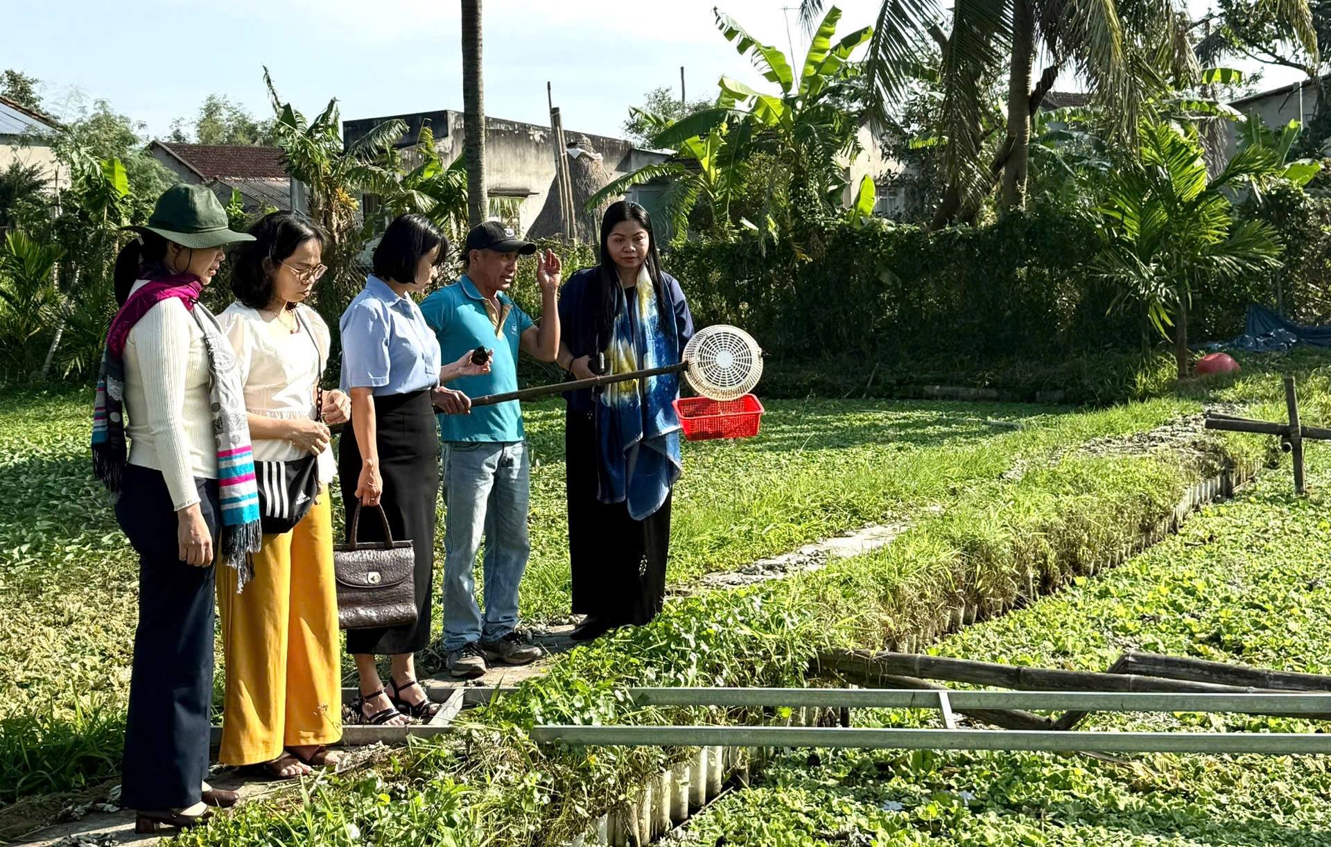 Nuôi ốc bươu bằng lá thảo dược- Bí quyết giúp nông dân Gia Lai thu lãi cao