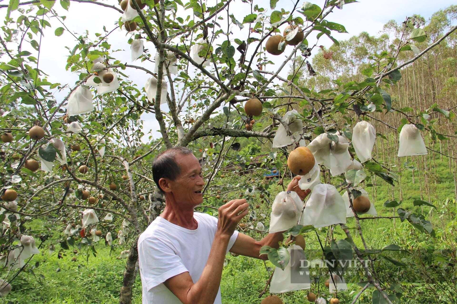 Cựu chiến binh Lạng Sơn "trẻ hoá" cây lê "chân dài" 8 mét, biến quả chua chát thành đặc sản OCOP 3 sao