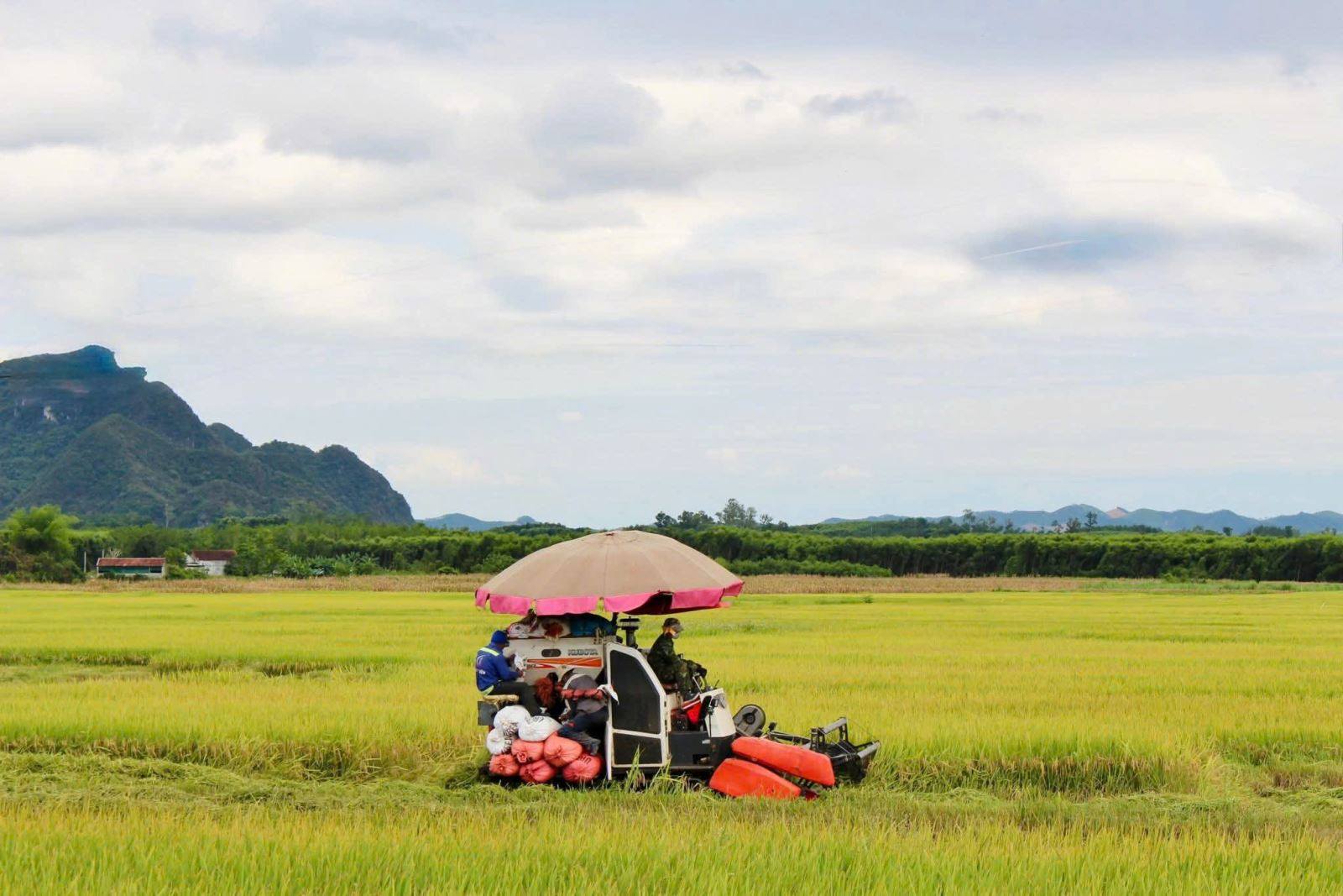 Nông dân Yên Thành phấn khởi vì lúa xuân được mùa, được giá