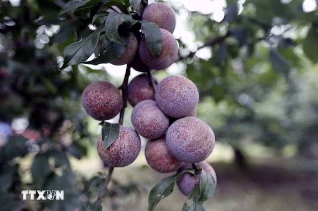 Lóng Phiêng: Xây dựng thương hiệu, nâng cao giá trị quả mận hậu