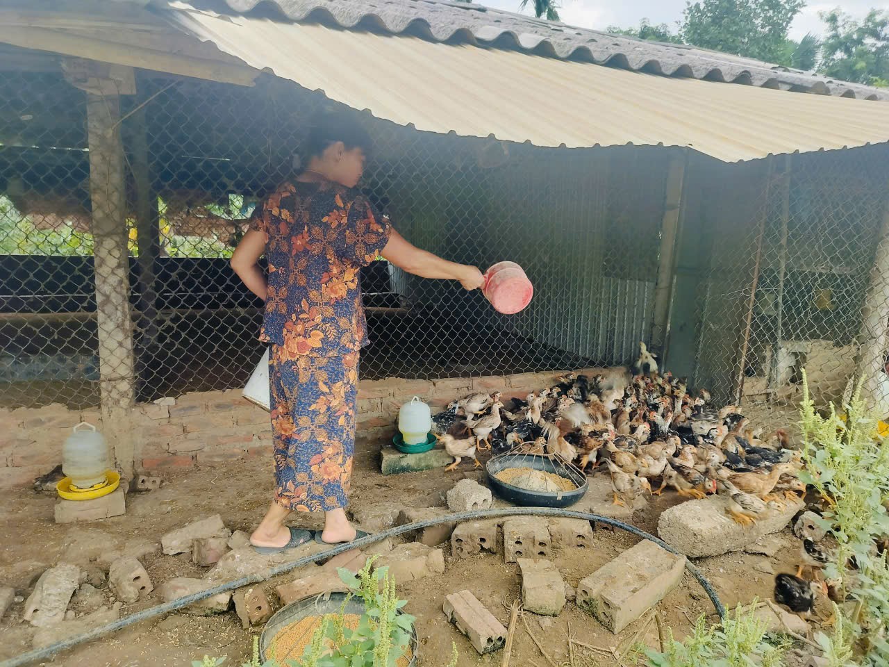 Thành công với mô hình nuôi gà mía thương phẩm