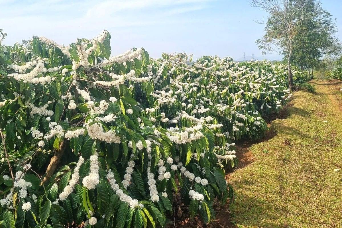 Những vườn cà phê 30 tấn ở Gia Lai