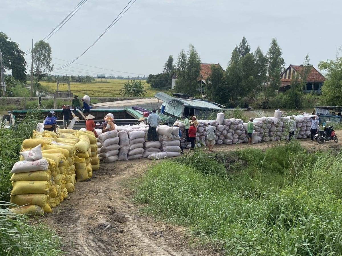 Giá lúa tăng nhưng cả nông dân và doanh nghiệp đều gặp khó