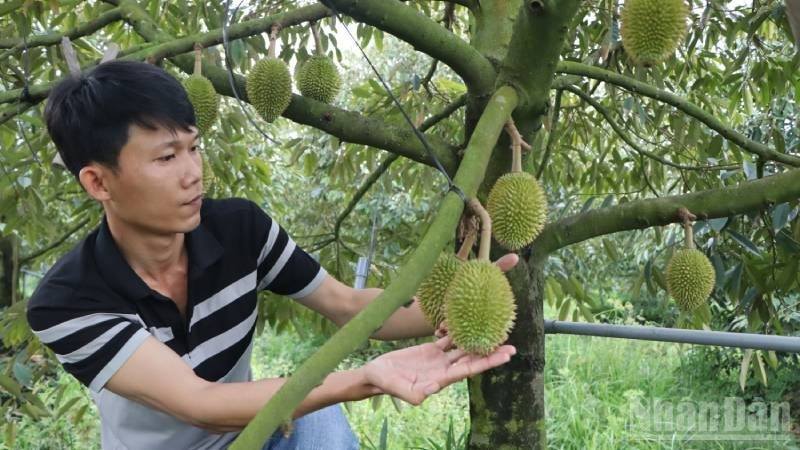 An Giang cấp 383 mã số vùng trồng cây ăn trái phục vụ xuất khẩu