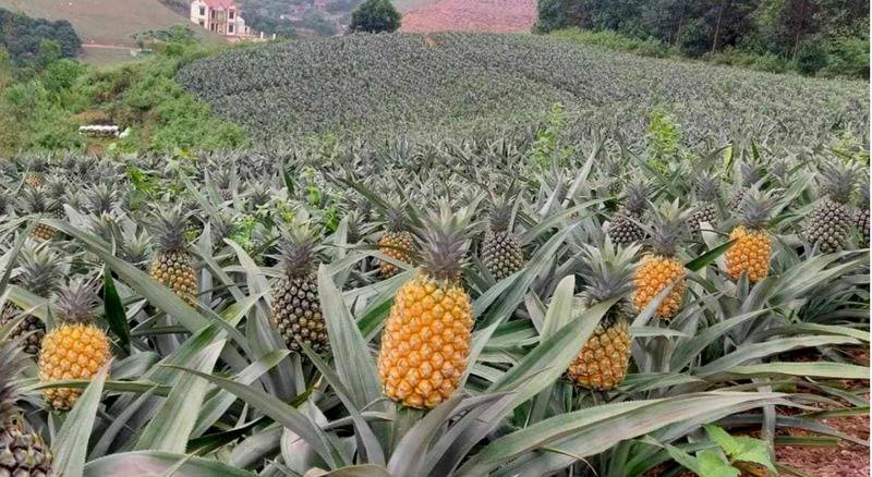 Nhiều dư địa tăng trưởng xuất khẩu dứa
