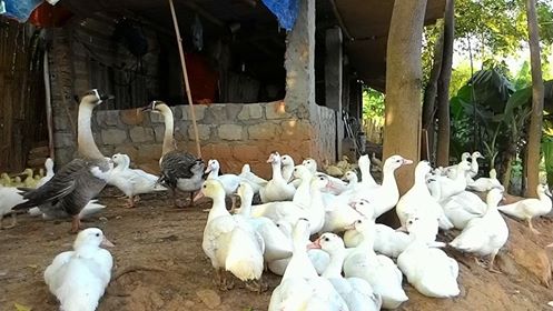 Các cấp Hội vận động nông dân phát triển nông nghiệp, xây dựng nông thôn mới, đô thị văn minh và giảm nghèo bền vững