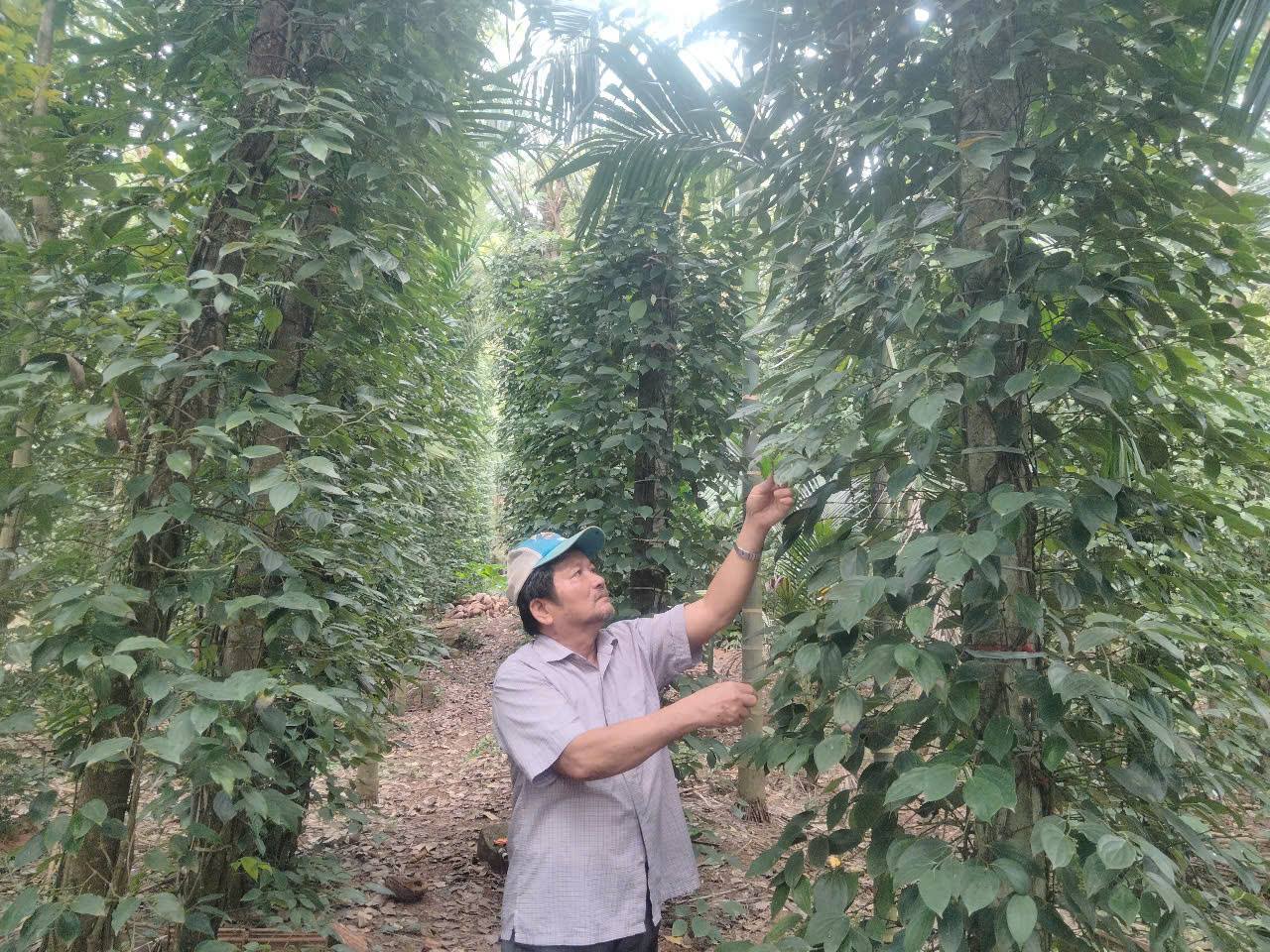 Gia Lai: Đổi đời nhờ cây tiêu 