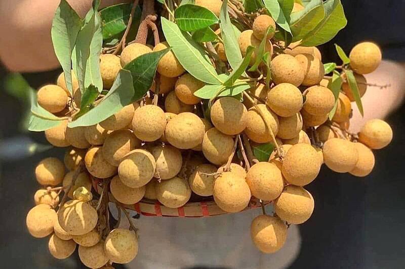 Nhãn chín sớm bên dòng Sông Mã giá cao gấp 4 lần, vẫn hút khách