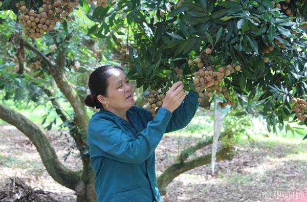 Phú Thọ thúc đẩy phát triển nông nghiệp công nghệ cao