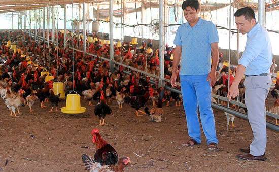 Nông dân Cẩm Khê thi đua phát triển kinh tế