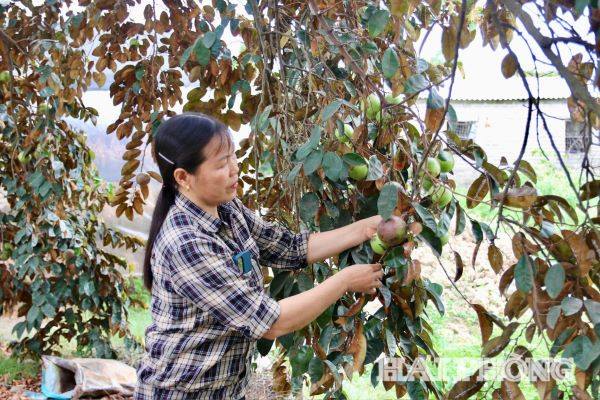 Phường Trần Liễu, Hải Phòng (địa phận tỉnh Hải Dương trước đây), thứ quả tròn căng tứa đầy sữa ngọt này cứ chín là hết