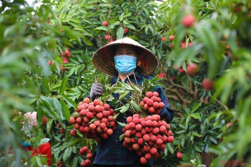 Bộ Công Thương vào cuộc hỗ trợ tiêu thụ, xuất khẩu quả vải