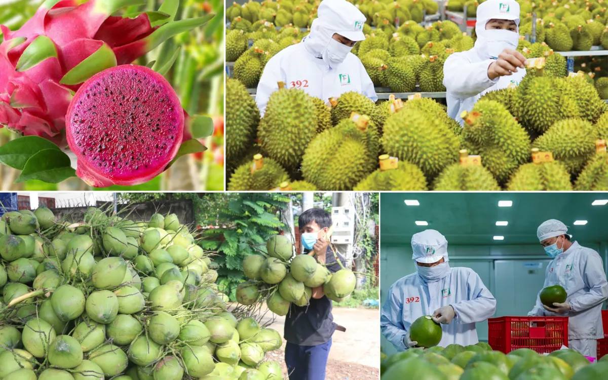 Tạo động lực thúc đẩy xuất khẩu rau quả