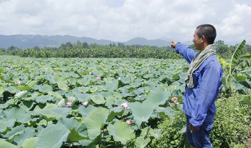 Trồng Sen kết hợp nuôi cá giúp người nông dân thoát nghèo vươn lên làm giàu
