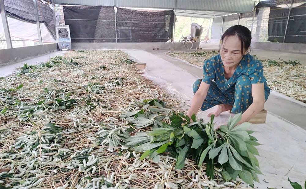 Làm giàu từ nuôi tằm