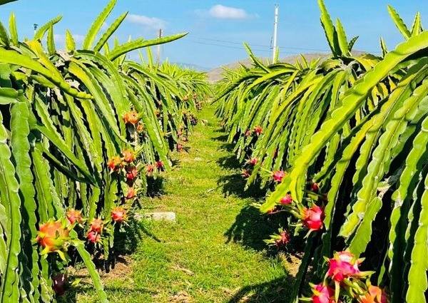 Không để thanh long 'tắc đường' sang thị trường EU