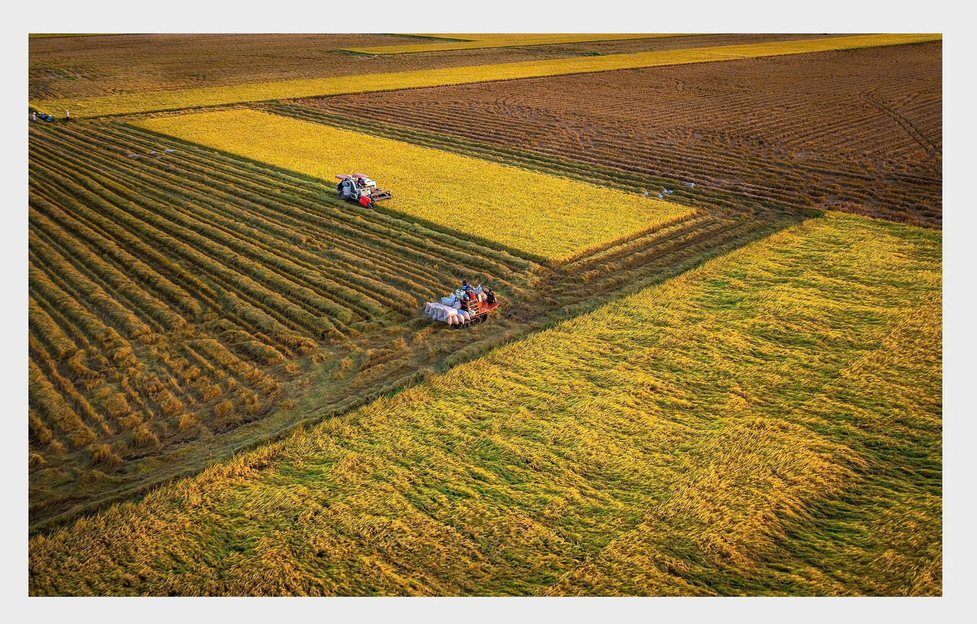 Tháo gỡ "nút thắt" để Đề án 1 triệu hecta lúa chất lượng cao, phát thải thấp ở An Giang đạt hiệu quả cao 