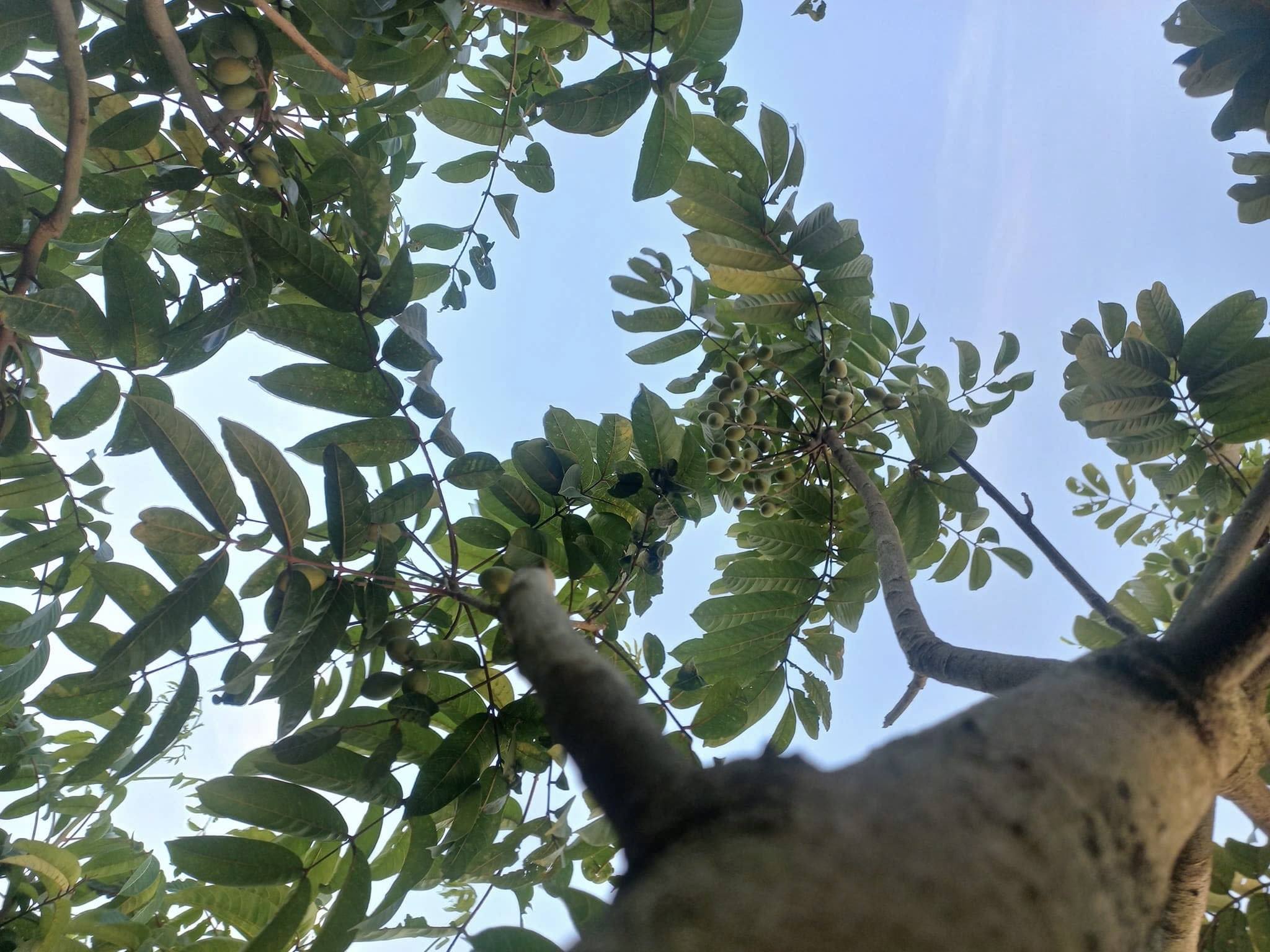 Nông dân làm giàu từ cây trám 