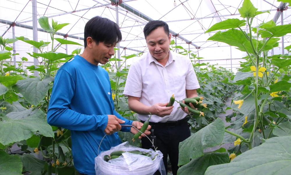 Trở về từ nước ngoài, một người Bắc Giang, nay thuộc tỉnh Bắc Ninh trồng rau tốt um trên đất cằn, dùng công nghệ Israel 