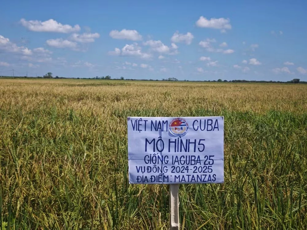 Thành công trồng lúa ở Cuba trong dự án hợp tác lúa gạo Việt Nam-Cuba giai đoạn 5