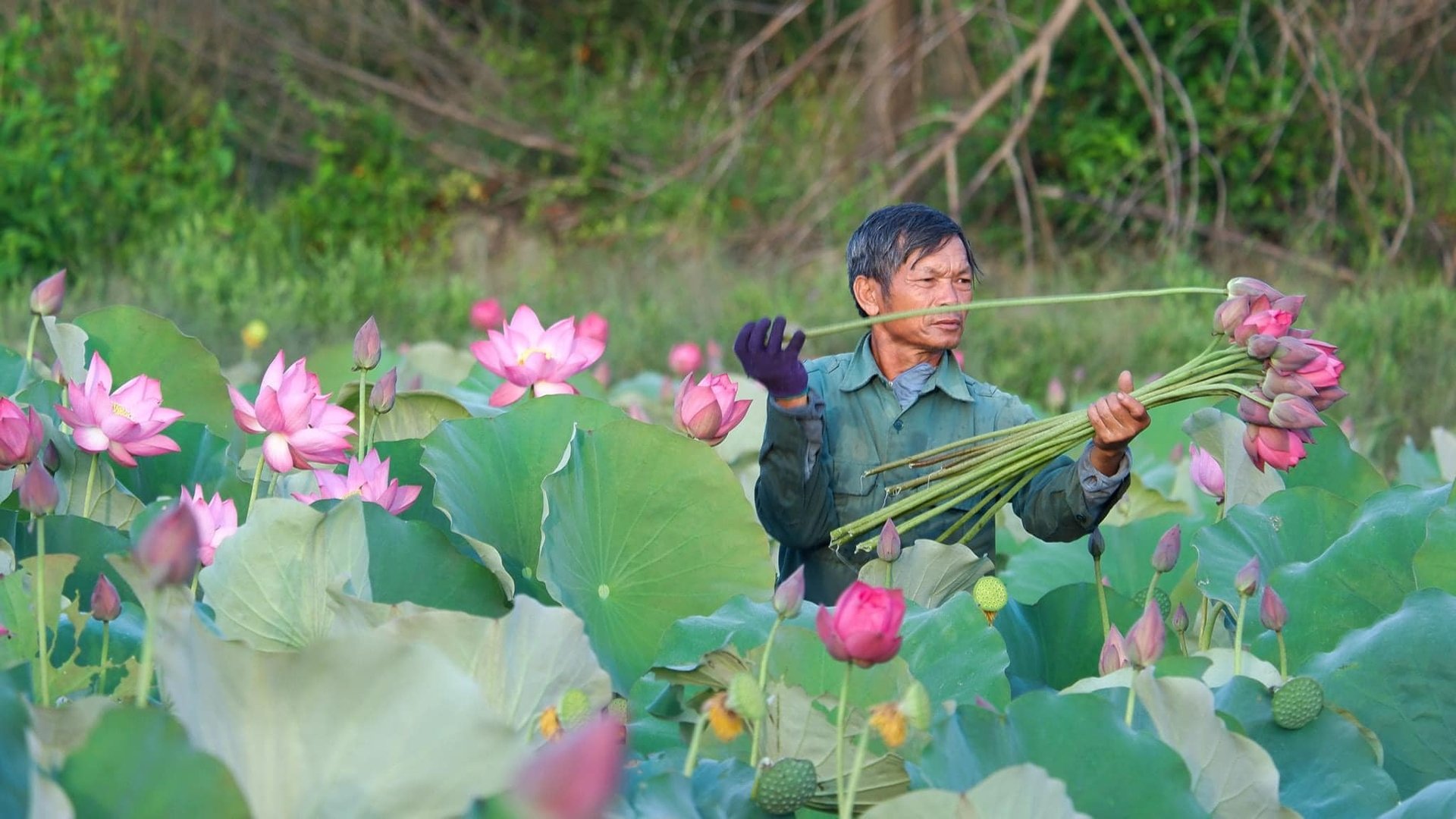 Chi hội trưởng nông dân làm giàu từ trồng sen, tận tâm với công tác Hội và hoạt động thiện nguyện