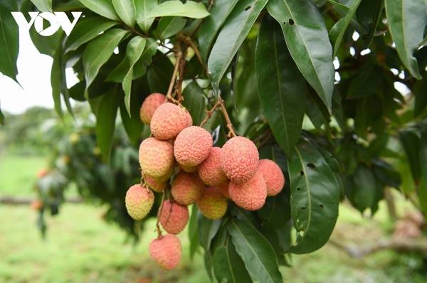 Thủ phủ vải thiều Bắc Ninh công nhận 143 nhà vườn đẹp
