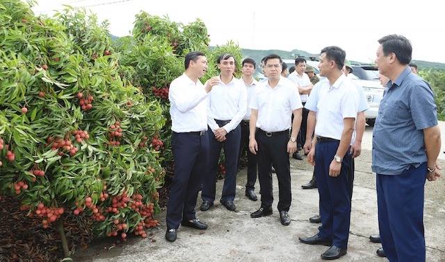Bắc Giang tiêu thụ hơn 67.000 tấn vải thiều, xuất khẩu hơn 80,3%