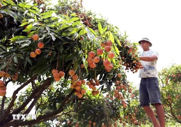 Sản lượng giảm mạnh, vải đầu vụ giá cao lên đến 70.000 đồng/kg