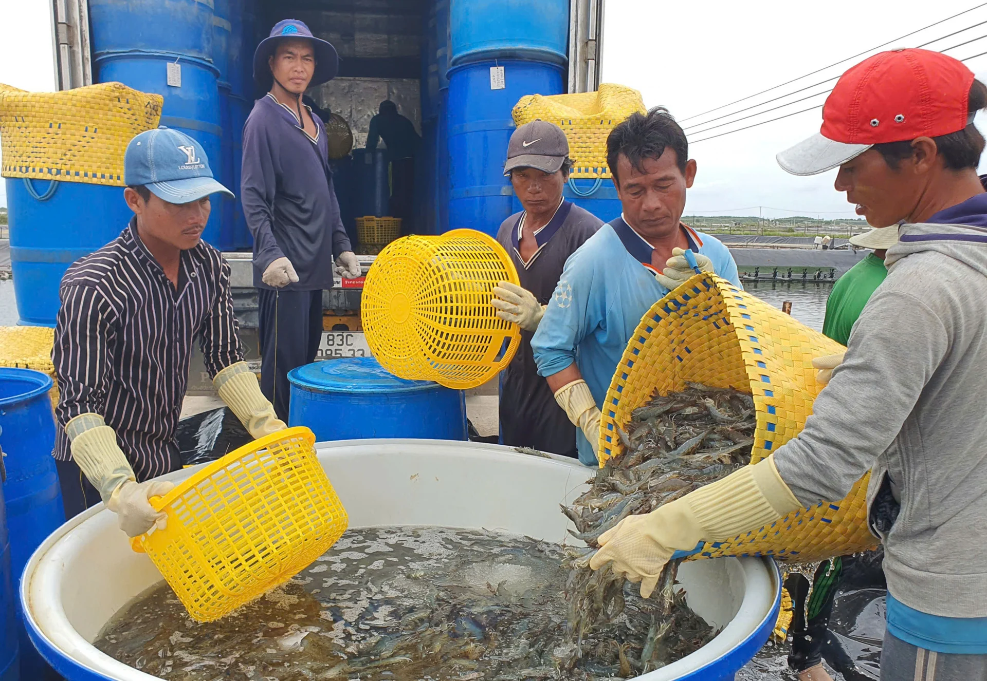 Vụ tôm sú, tôm chì, tôm thẻ bạc và thẻ chân trắng ở Cà Mau bất ngờ "không đủ điều kiện" xuất khẩu sang EU: Đã điều chỉnh 