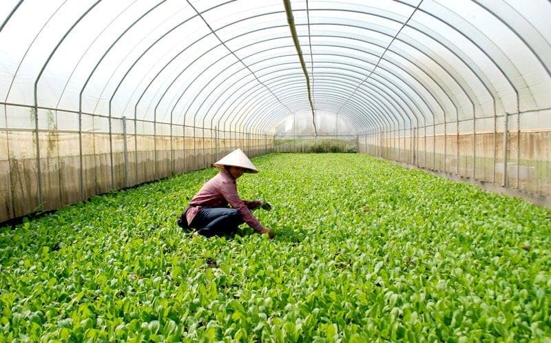 Cấp xã được phê duyệt vùng nông nghiệp tập trung