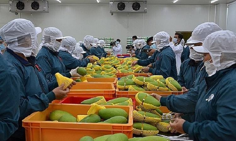 Xuất khẩu thủy sản, rau quả có thể tăng thêm 2 tỷ USD