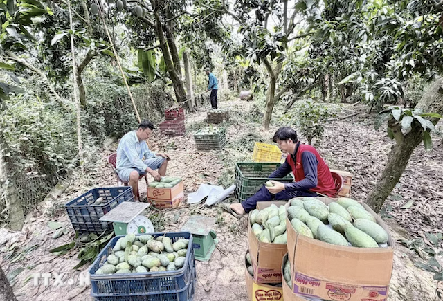 Tìm đầu ra ổn định, nâng giá trị cho trái xoài