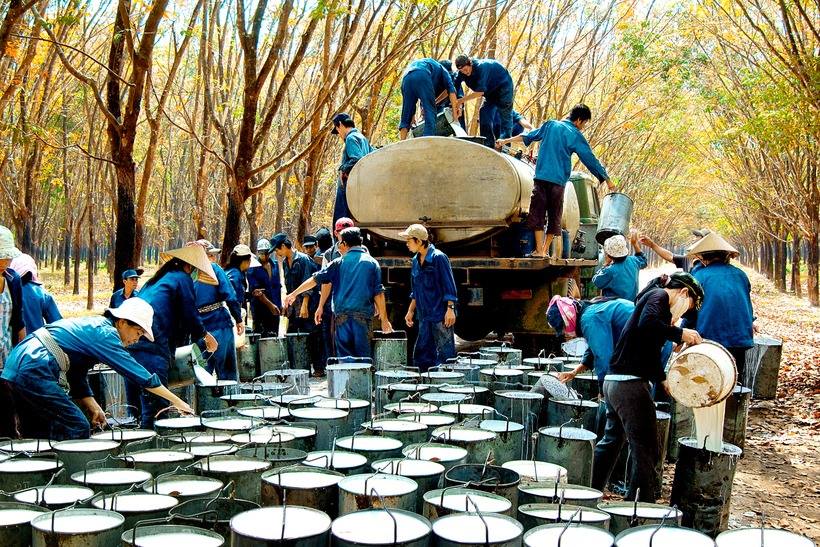 Mở rộng thị phần xuất khẩu cao su sang EU: Cần trợ lực về chính sách