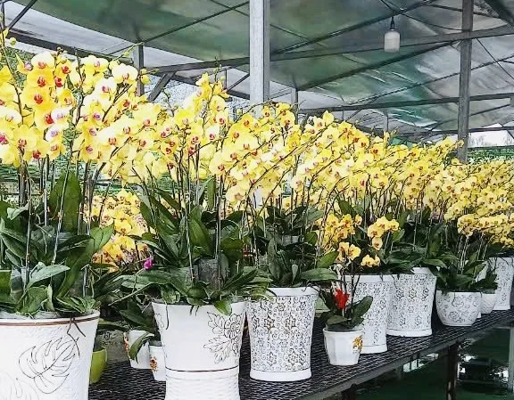 Ông nông dân Sài Gòn mê hoa lan như điếu đổ, vườn đẹp như phim có gần 40 chủng loại, thu tiền tỷ "rủng rỉnh" 