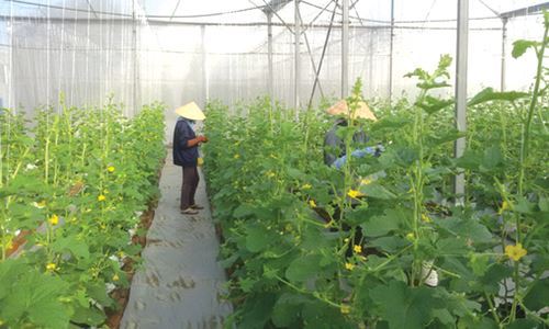 Approximately 40% of the total cooperatives operate efficiently