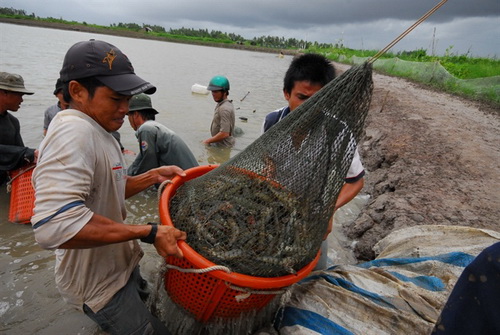 Gỡ nút thắt cho tôm Việt Nam