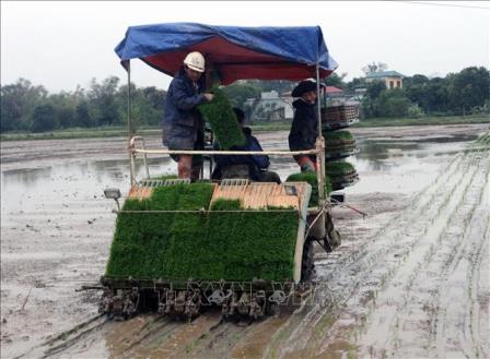 Giúp nông dân giảm chi phí sản xuất với mạ khay, cấy máy