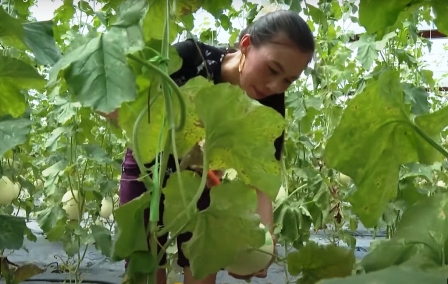 Nông dân Cao Bằng mạnh dạn chuyển đổi nhiều loại cây trồng theo hướng nông nghiệp sạch