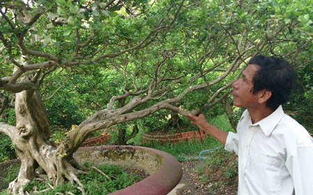 Khu vườn bạc tỷ của lão nông mê cây