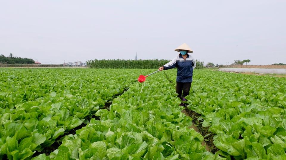 Quản chặt việc cấp chứng nhận vùng rau VietGAP