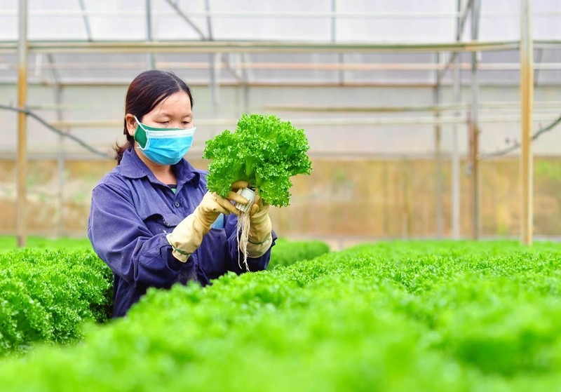 Lâm Đồng tăng cường quản lý nguồn gốc nông sản, phòng ngừa rau giả VietGAP