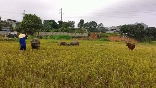 Hiệu quả từ việc tái chế rơm rạ