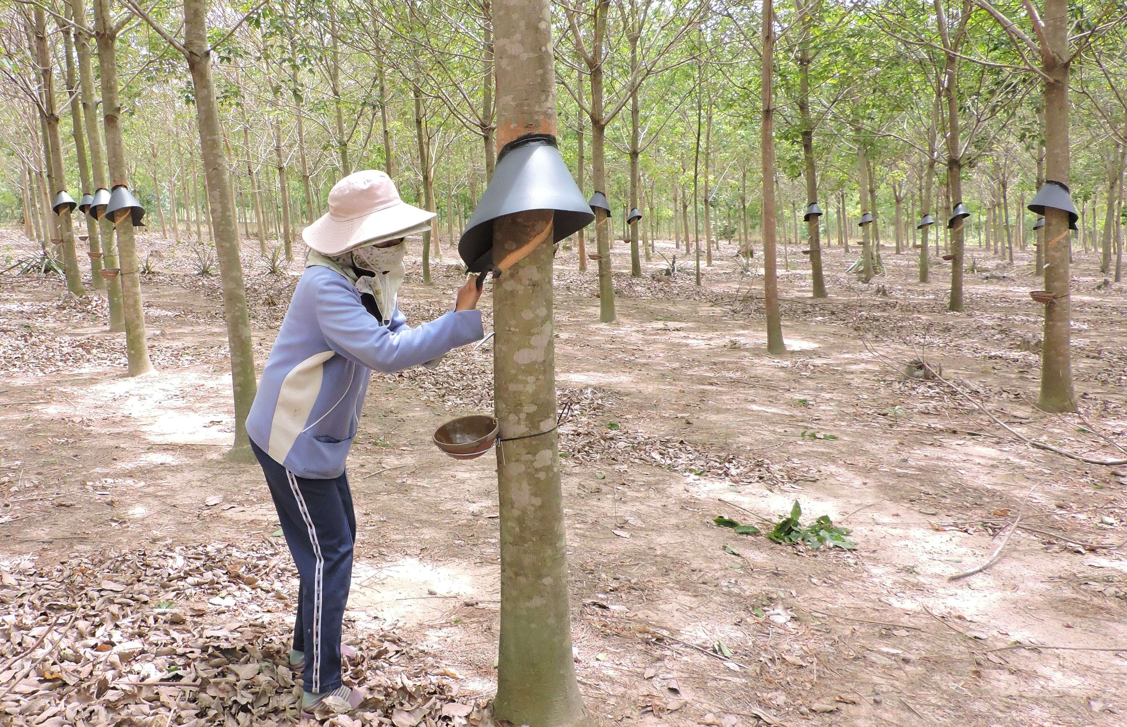 Phát triển bền vững cây công nghiệp dài ngày
