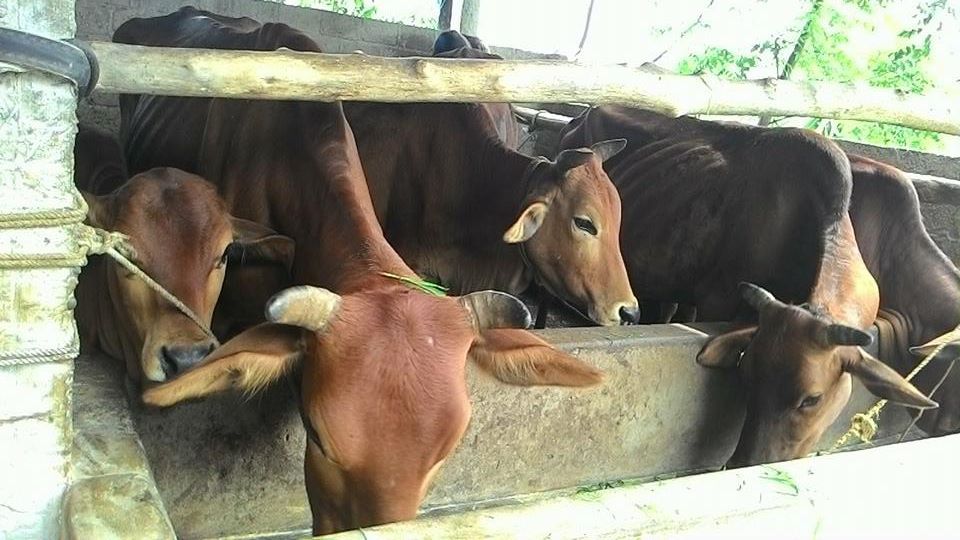 An toàn sinh học trong chăn nuôi