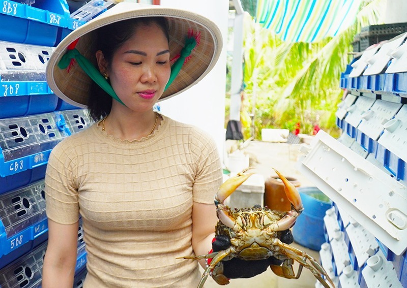 “Vỗ béo” cua bằng công nghệ lọc nước tuần hoàn