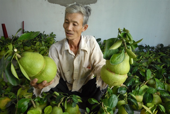 Hậu Giang: Bưởi hồ lô mất mùa, sản lượng giảm