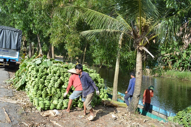 Kiên Giang: Chuối, mía, khóm đều rớt giá