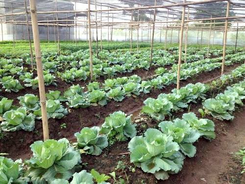 Journalism and Communication on Organic Agriculture: For Human Health, the Environment, and Society