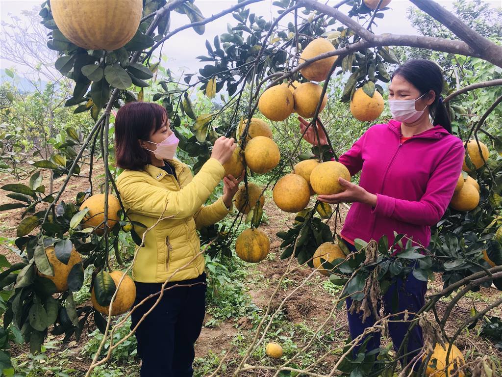 Ha Giang: High income from growing grapefruit combined with livestock development