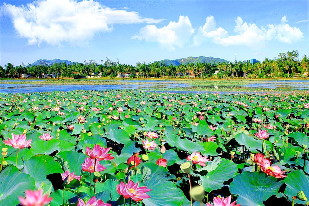 Effective model of converting ineffective rice land to lotus cultivation and fish farming 